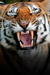 Tigr – shpion djungley