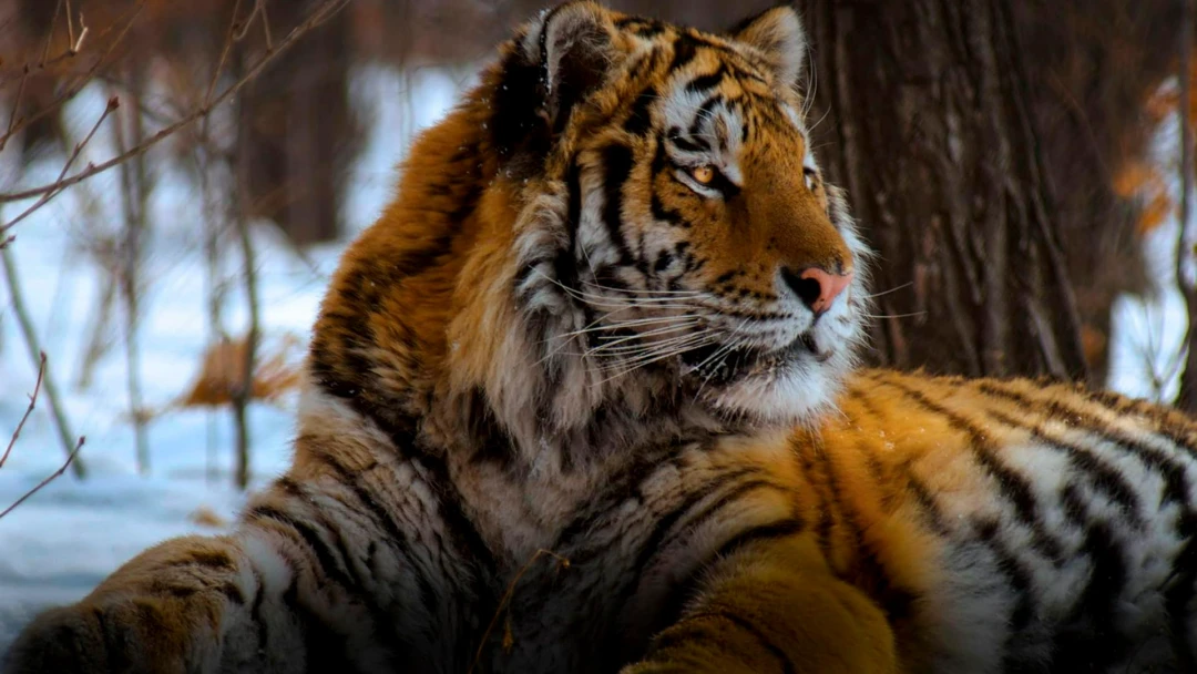 Фильм Амба, русский тигр