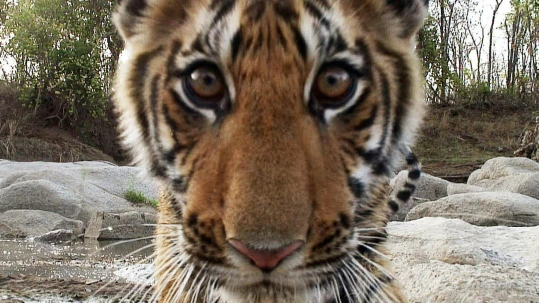 Фильм Tigr – shpion djungley